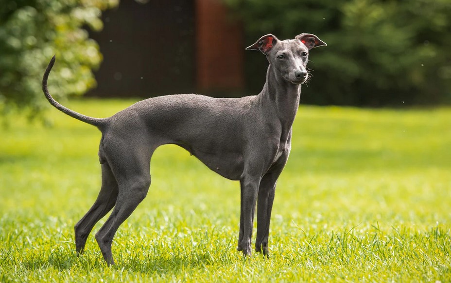 Italian Greyhound Terrier Mix