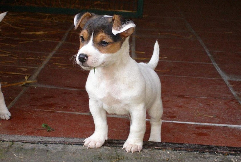 Jack Russell Bull Terrier Mix