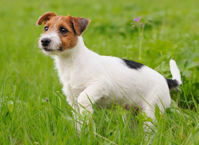 Jack Russell Cross Wire Fox Terrier