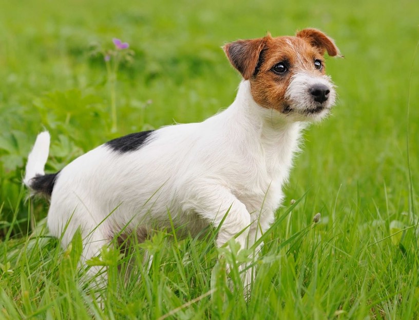 Jack Russell Fox Terrier Mix