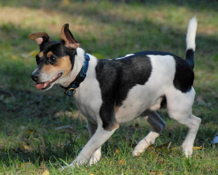 Jack Russell Rat Terrier