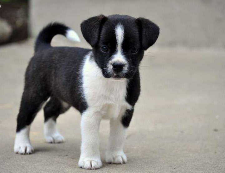 Jack Russell Terrier Border Collie Mix