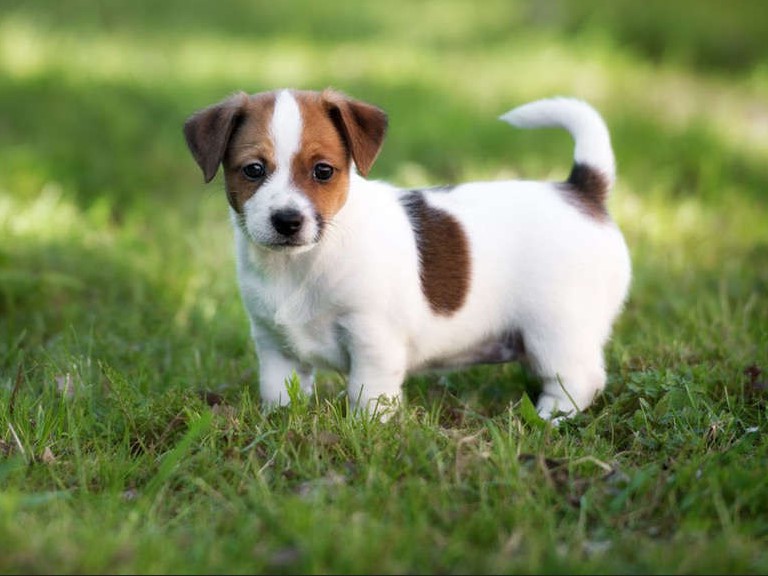 Jack Russell Terrier Breeders Near Me