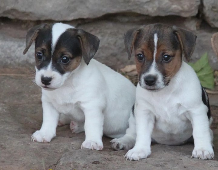 Jack Russell Terrier For Sale Craigslist