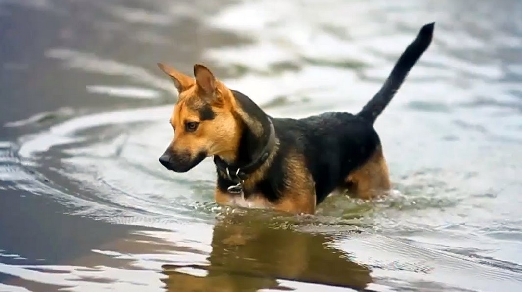 Jack Russell Terrier German Shepherd Mix