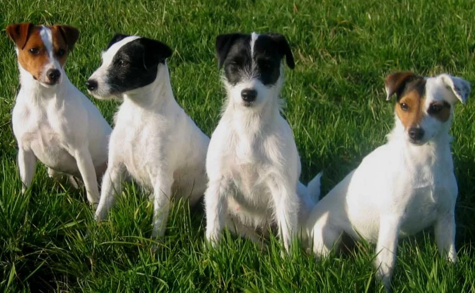 Jack Russell Terrier Life Expectancy