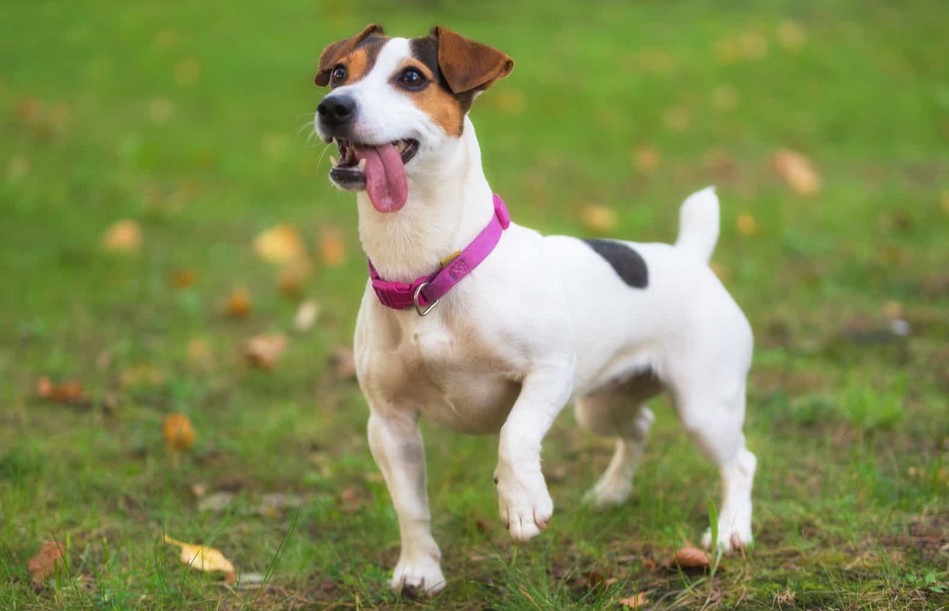 Jack Russell Terrier Mix With Pitbull