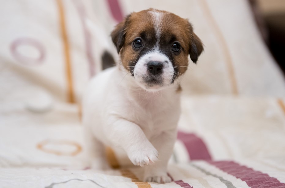 Jack Russell Terrier Mixed With Pitbull