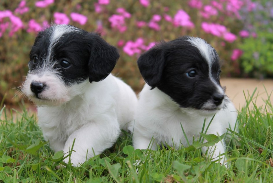 Jack Russell Terrier Poodle Mix