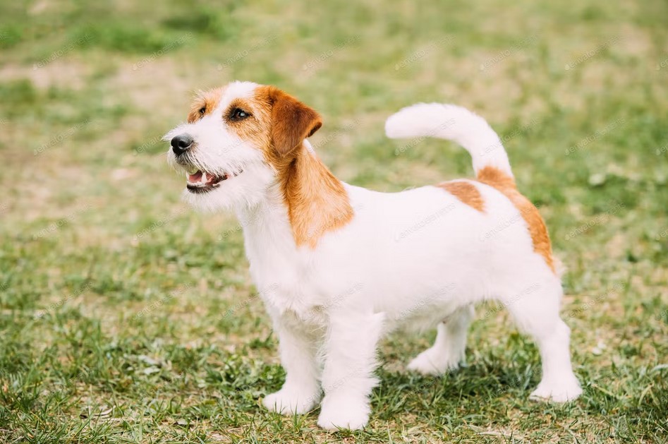 Jack Russell Terrier Rough