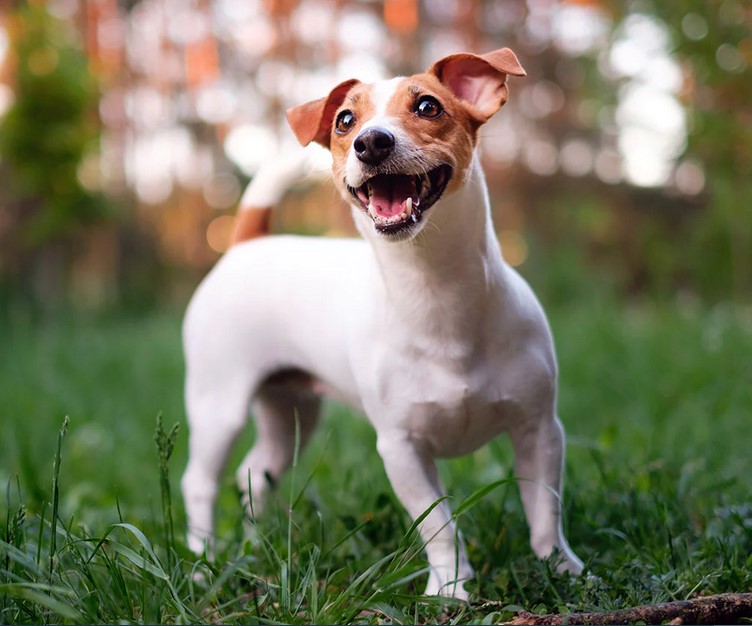 Jack Russell Terrier Shed