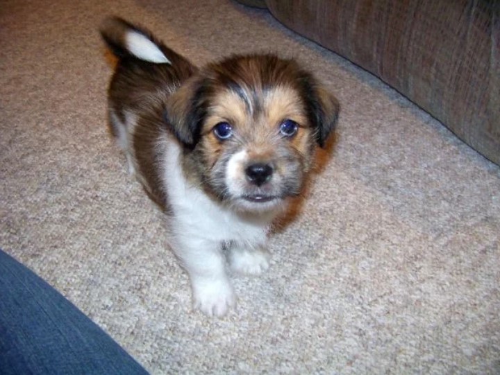 Jack Russell Terrier Shih Tzu Mix