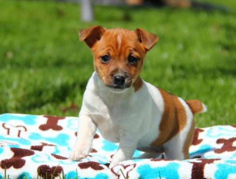 Jack Russell Toy Fox Terrier