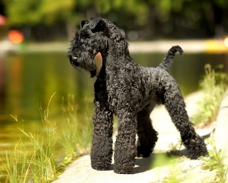 Kerry Blue Terrier Puppies For Sale