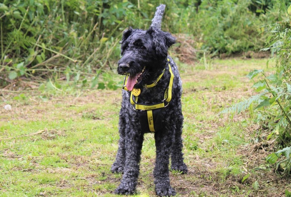 Kerry Blue Terrier Without Beard