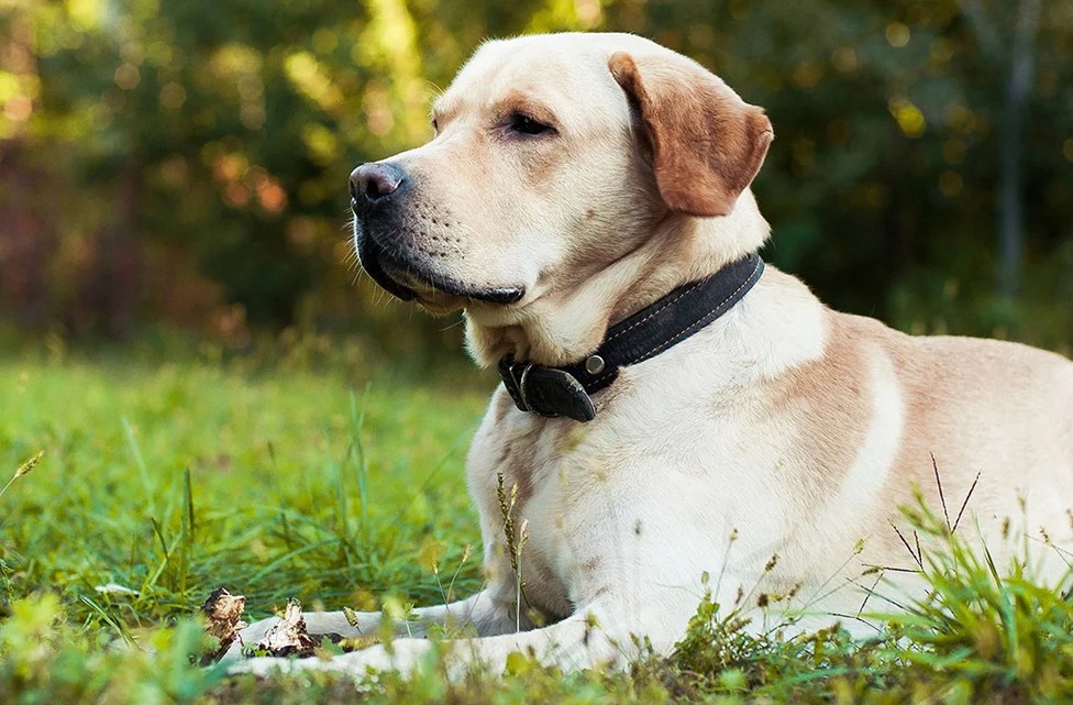 Lab And Terrier Mix