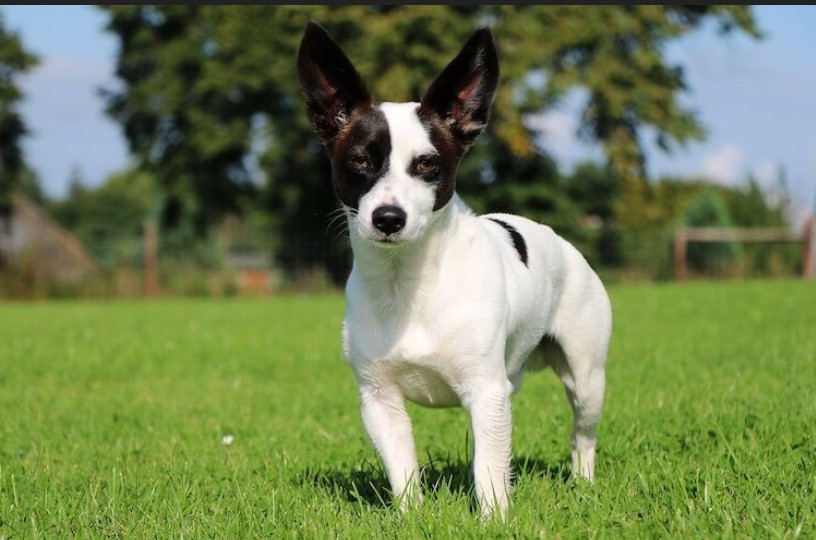 Manchester Terrier Chihuahua Mix