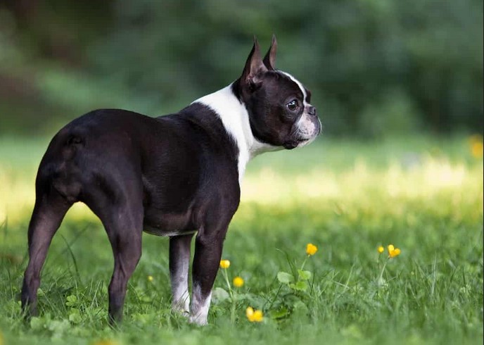 Midwest Boston Terrier Rescue