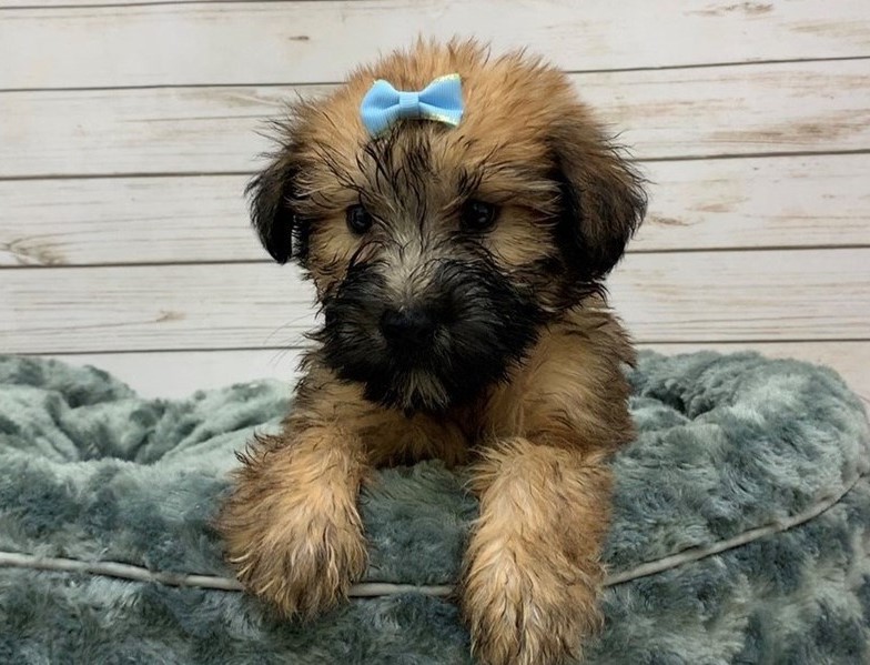 Mini Wheaten Terrier