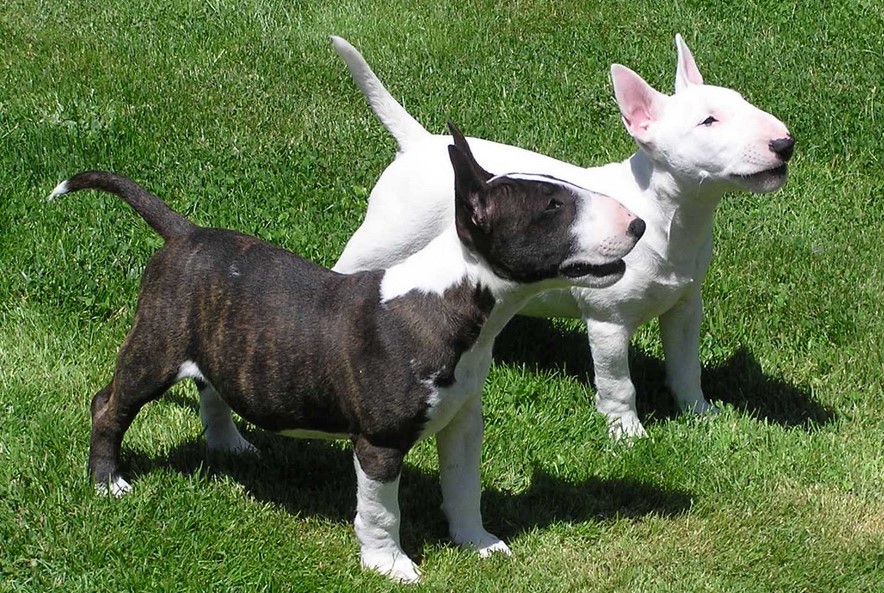 Miniature Bull Terrier Price