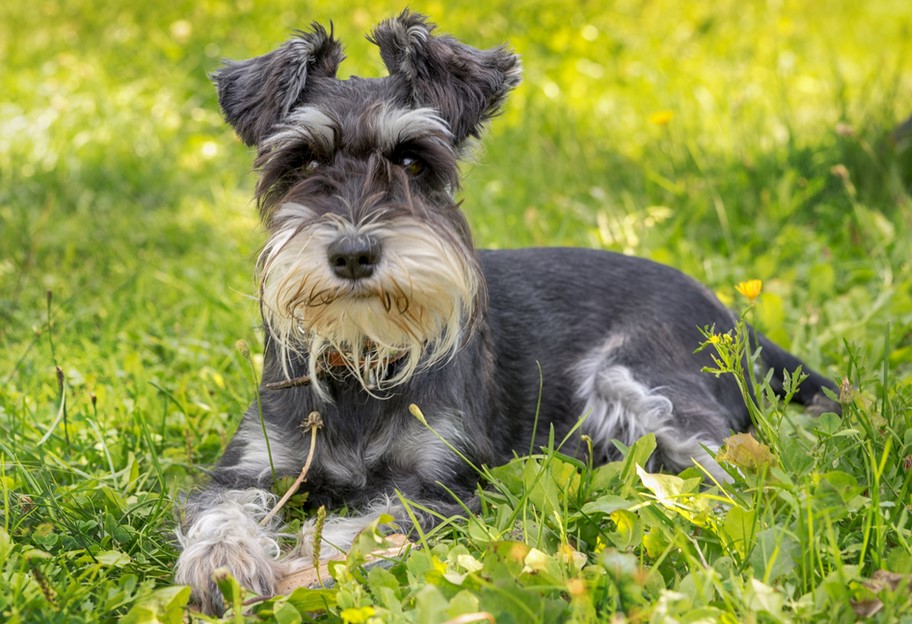 Miniature Scottish Terrier