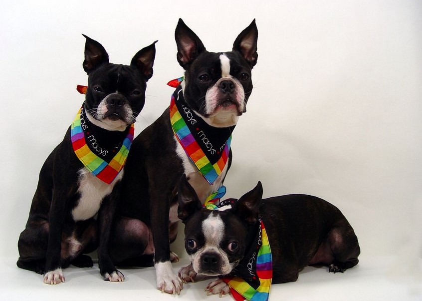 National Boston Terrier Day