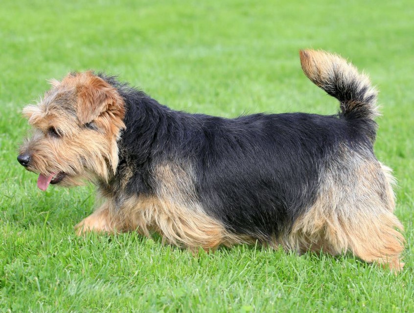 Norfolk Terrier Breeders.