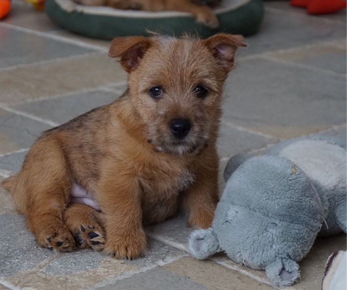 Norwich Terrier Puppies For Sale