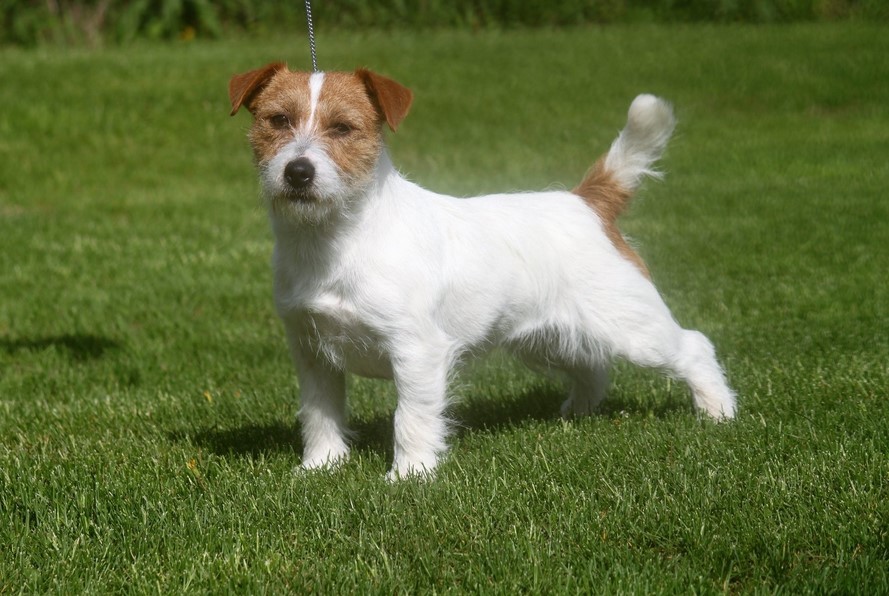 Parson Russell Terrier Puppies For Sale