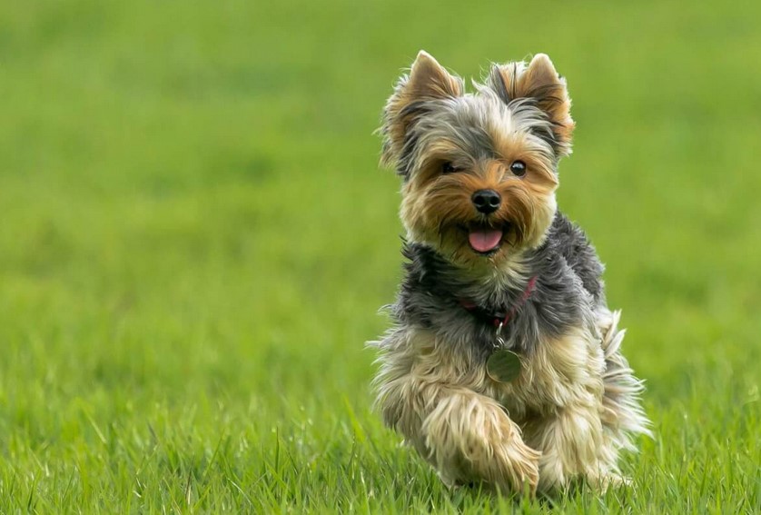 Parti Yorkshire Terrier