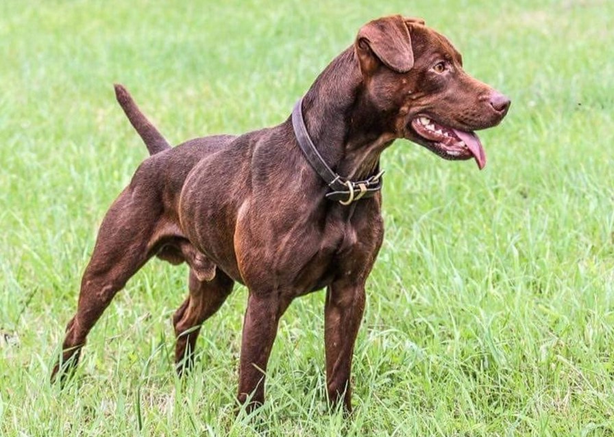 Patterdale Terrier For Sale