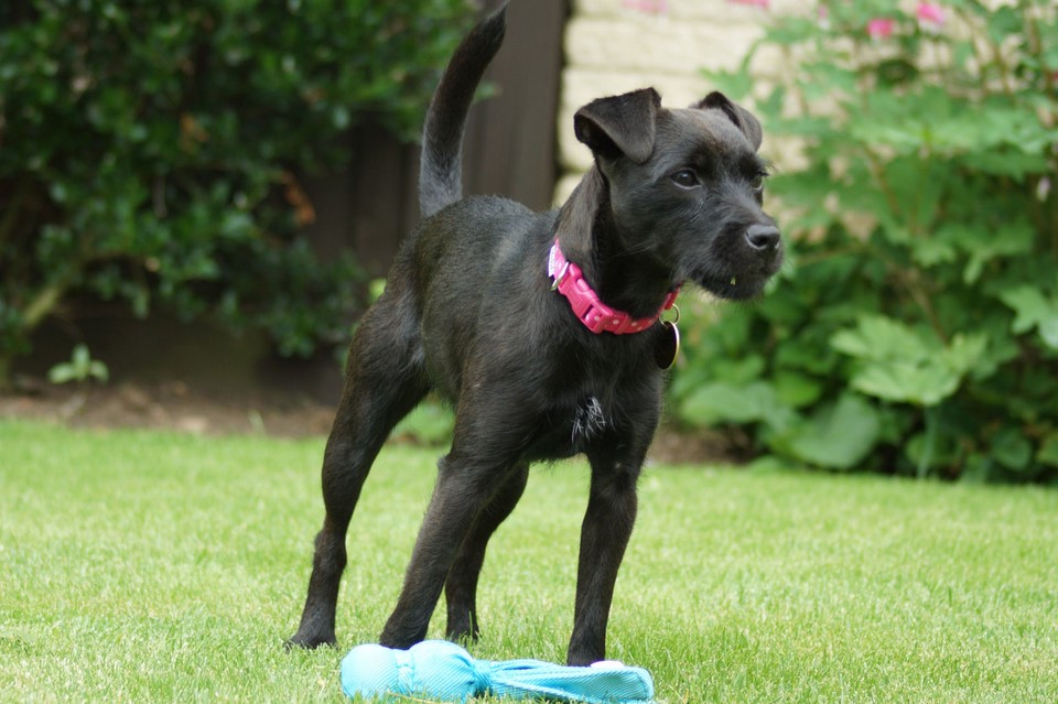 Patterdale Terrier Mix