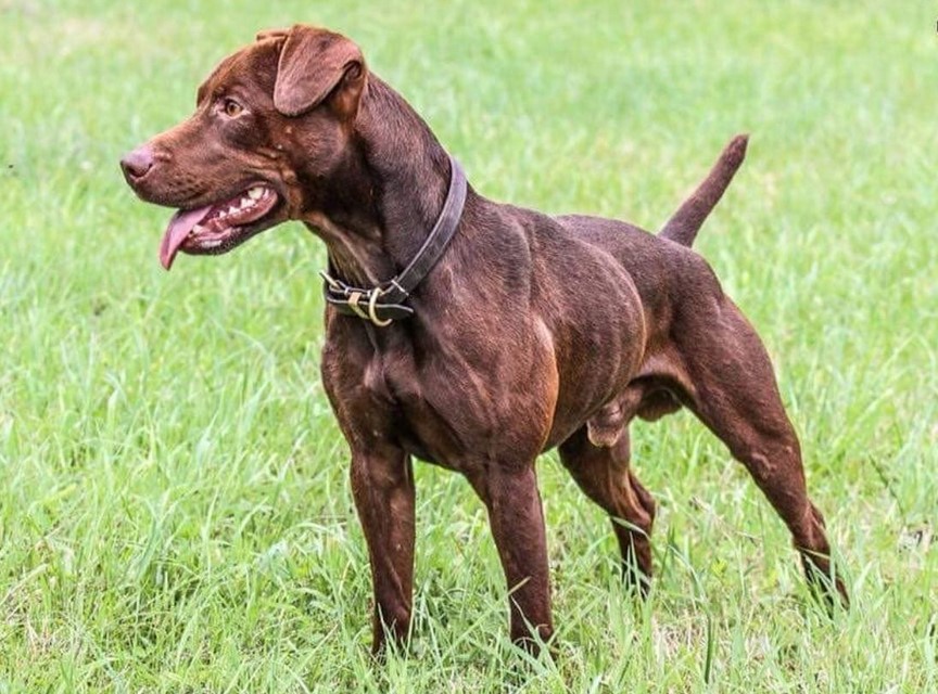 Patterdale Terrier Pitbull