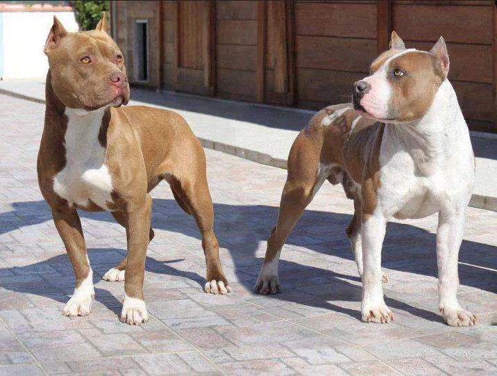 Pitbull vs Pitbull Terrier