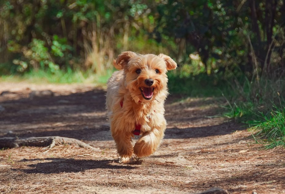 Pom Terrier