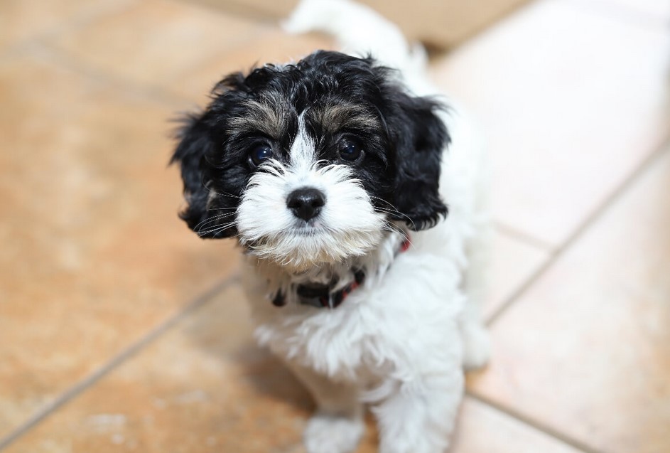 Poodle Terrier Mix White