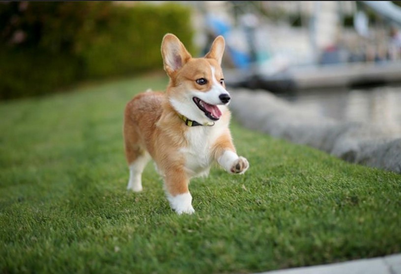 Rat Terrier Corgi Mix