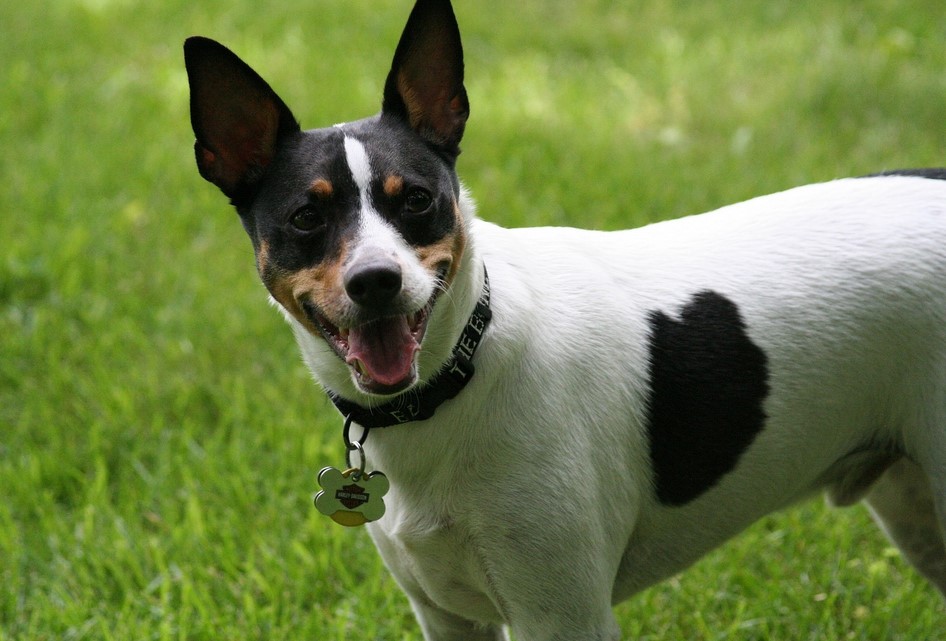 Rat Terrier Husky Mix