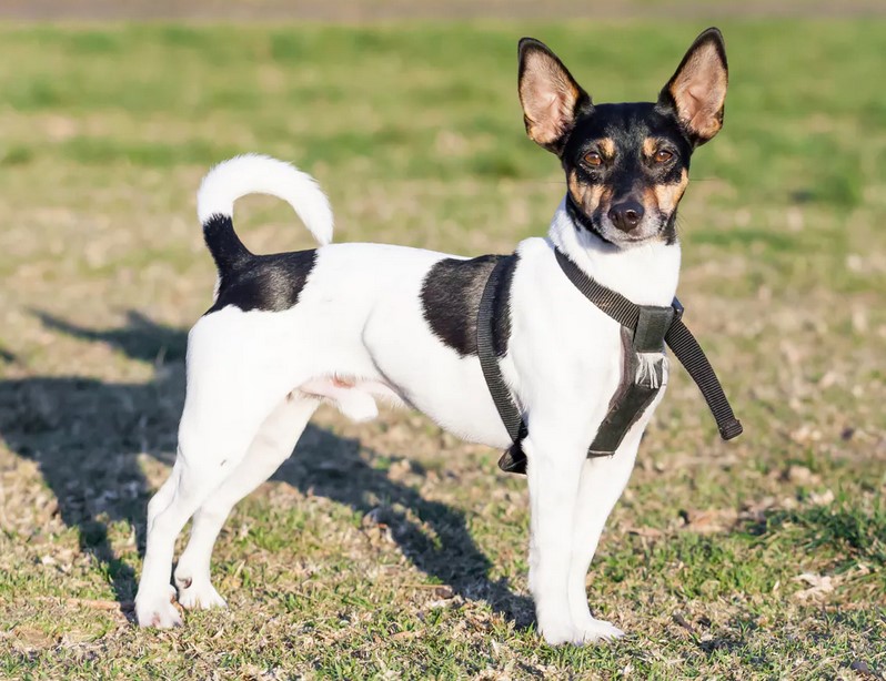 Rat Terrier Pit Mix