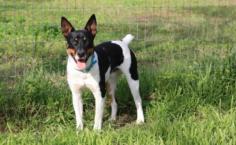 Rat Terrier Puppies For Sale In Texas