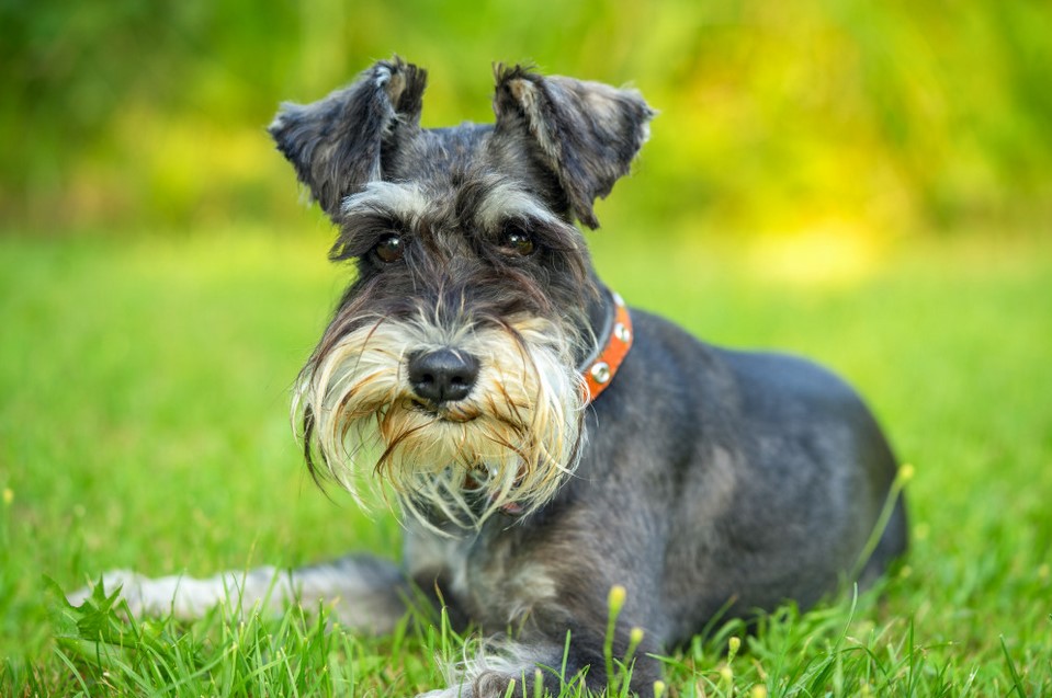 Rat Terrier Schnauzer Mix