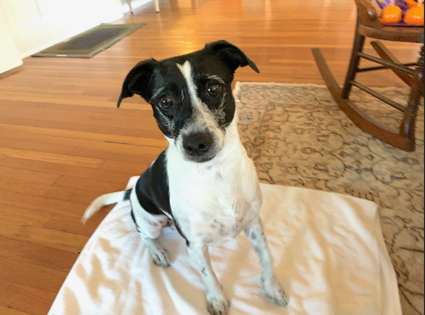 Rat Terrier Whippet Mix