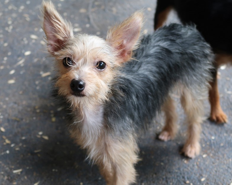 Rat Terrier Yorkie Mix