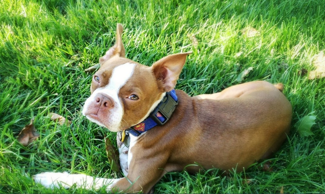 Red And White Boston Terrier