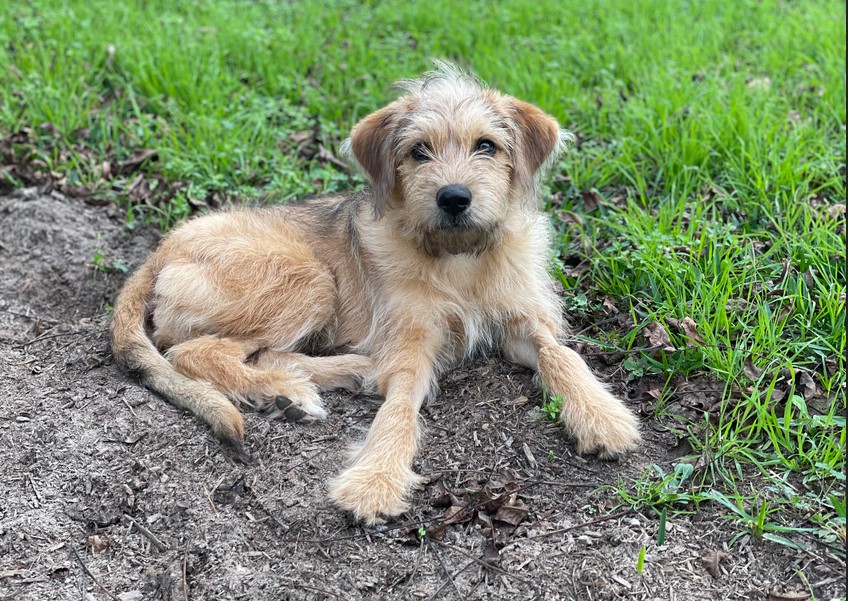 Retriever Terrier Mix