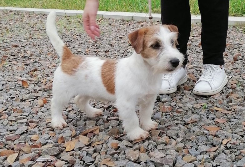 Rough Coat Jack Russell Terrier