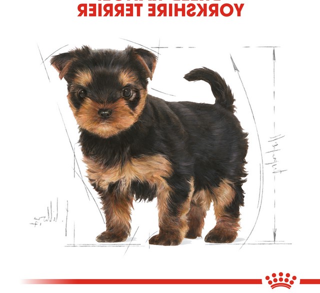 Royal Canin Yorkshire Terrier