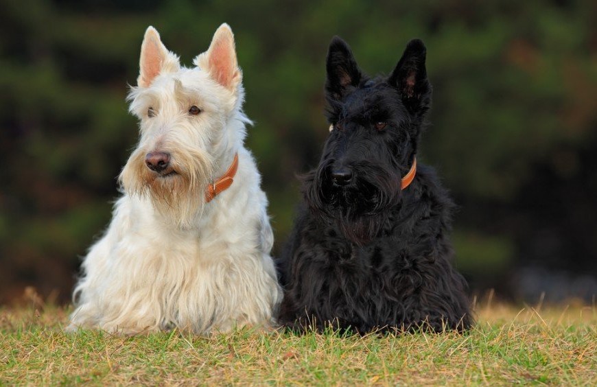 Schnauzer Scottish Terrier