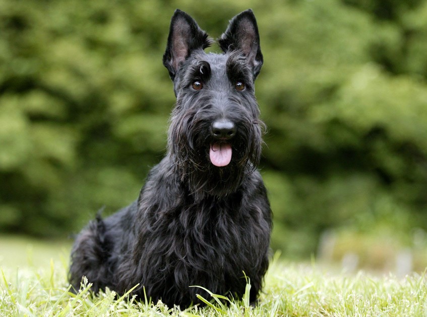 Scottish Terrier Hypoallergenic