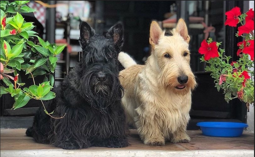 Scottish Terrier Lady And The Tramp